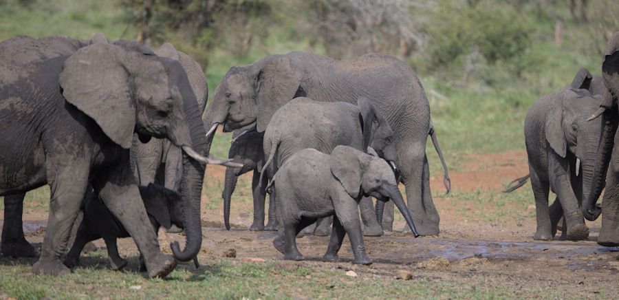 Kruger National Park